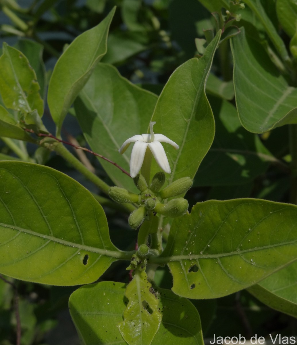 Morinda coreia Buch.-Ham.